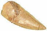 Serrated Raptor Tooth - Real Dinosaur Tooth #371461-1